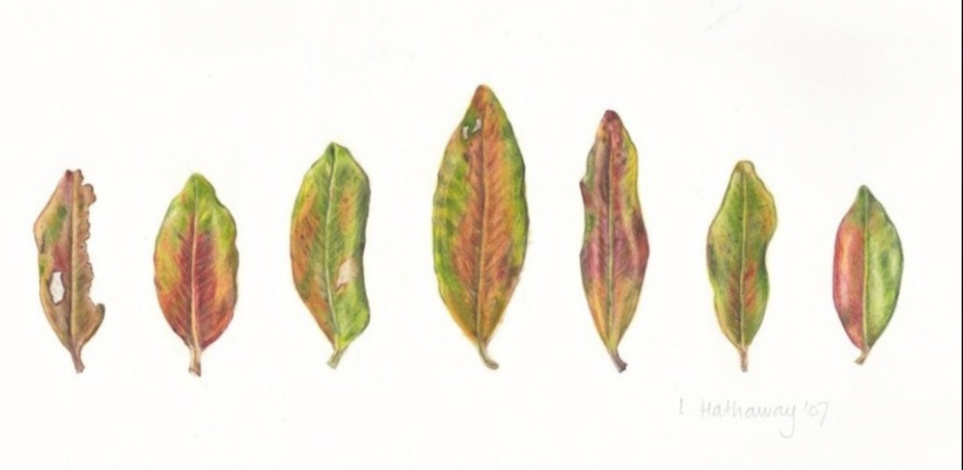 Pōhutukawa Silk Twill Scarf