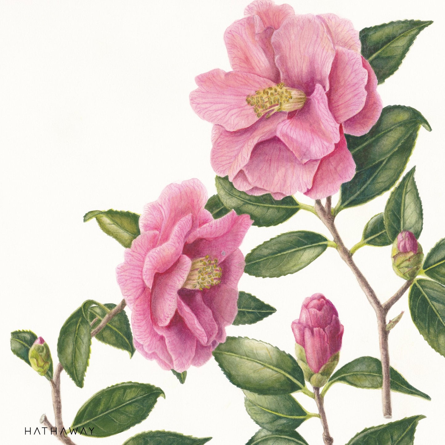 Lily and Camellia Harmony