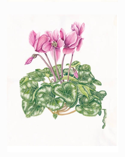 Cyclamen Green Goodness