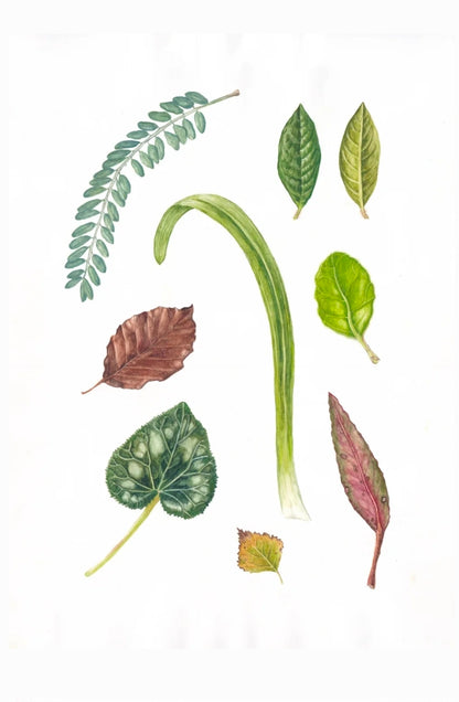 Mixed Leaves
